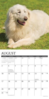2025 Willow Creek Just Great Pyrenees 12" x 12" Monthly Wall Calendar (43219)