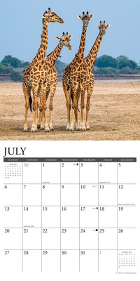 2025 Willow Creek Giraffes 12" x 12" Monthly Wall Calendar (43066)