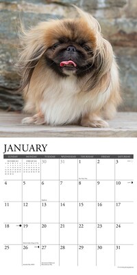 2026 Willow Creek Pekingese 12" x 12" Monthly Wall Calendar (52358)