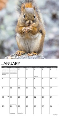 2026 Willow Creek Squirrels 12" x 12" Monthly Wall Calendar (52891)