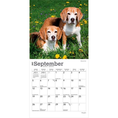 2027 BrownTrout Beagles 7" x 7" Monthly Wall Calendar, Assorted Colors (9798330709885)