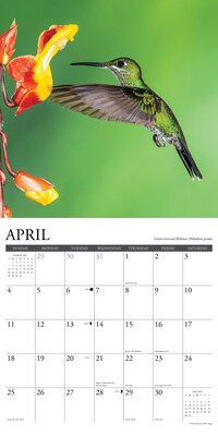 2027 Willow Creek Hummingbirds 12" x 12" Monthly Wall Calendar, Assorted Colors (60728)