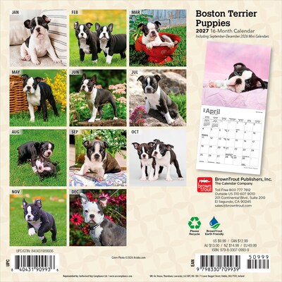 2027 BrownTrout Boston Terrier Puppies 7 x 7 Monthly Wall Calendar, Assorted Colors (9798330709939)