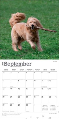 2026 BrownTrout Goldendoodles 12" x 12" Monthly Wall Calendar (9798330703500)