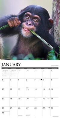 2027 Willow Creek Baby Animals 12" x 12" Monthly Wall Calendar (58954)