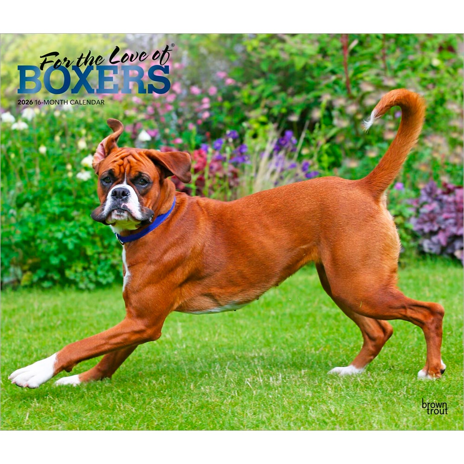 2026 BrownTrout For the Love of Boxers 14 x 12 Monthly Wall Calendar (9798330707126)