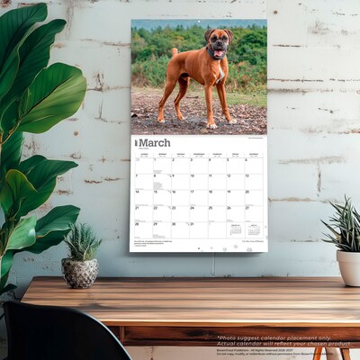 2027 BrownTrout For the Love of Boxers 14" x 12" Monthly Wall Calendar, Assorted Colors (9798330709236)