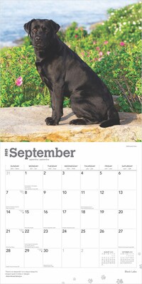 2025 BrownTrout Black Labrador Retrievers 12" x 24" Monthly Square Wall Calendar, (9781975477349)