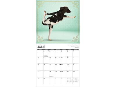 2025 Willow Creek Cow Yoga 12" x 12" Monthly Wall Calendar (42595)