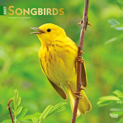 2027 BrownTrout Songbirds 12 x 12 Monthly Wall Calendar (9798330712113)