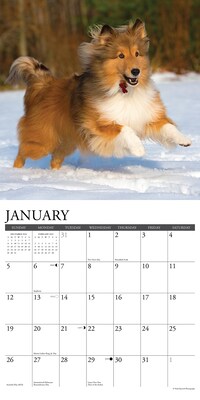 2025 Willow Creek Just Shelties 12" x 12" Monthly Wall Calendar (44841)