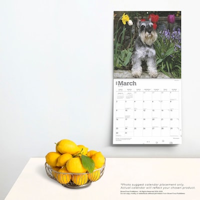 2025 BrownTrout Schnauzers 12" x 24" Monthly Square Wall Calendar (9781975477677)