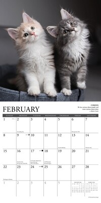 2026 Willow Creek Cat Rules 12" x 12" Monthly Wall Calendar (50583)
