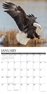 2026 Willow Creek Eagles 12" x 12" Monthly Wall Calendar (51030)