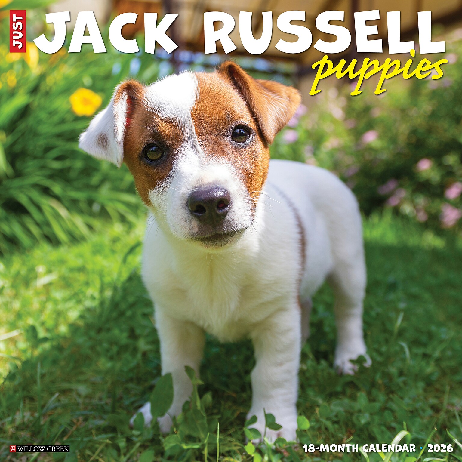 2026 Willow Creek Jack Russell Puppies 12 x 12 Monthly Wall Calendar (51610)