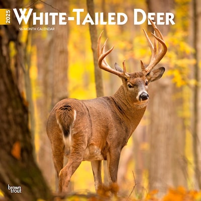 2025 BrownTrout White Tailed Deer 12 x 12 Monthly  Wall Calendar (9781975477998)