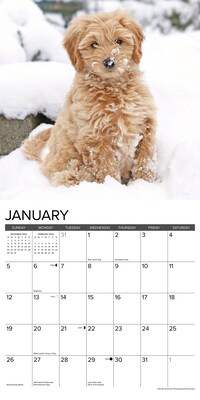 2025 Willow Creek Just Goldendoodle Puppies 12" x 12" Monthly Wall Calendar (43110)