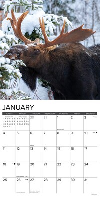 2026 Willow Creek Moose 12" x 12" Monthly Wall Calendar (52020)