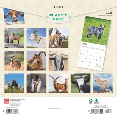 2025 BrownTrout Goats 12 x 12 Monthly Square Wall Calendar (9781975477042)