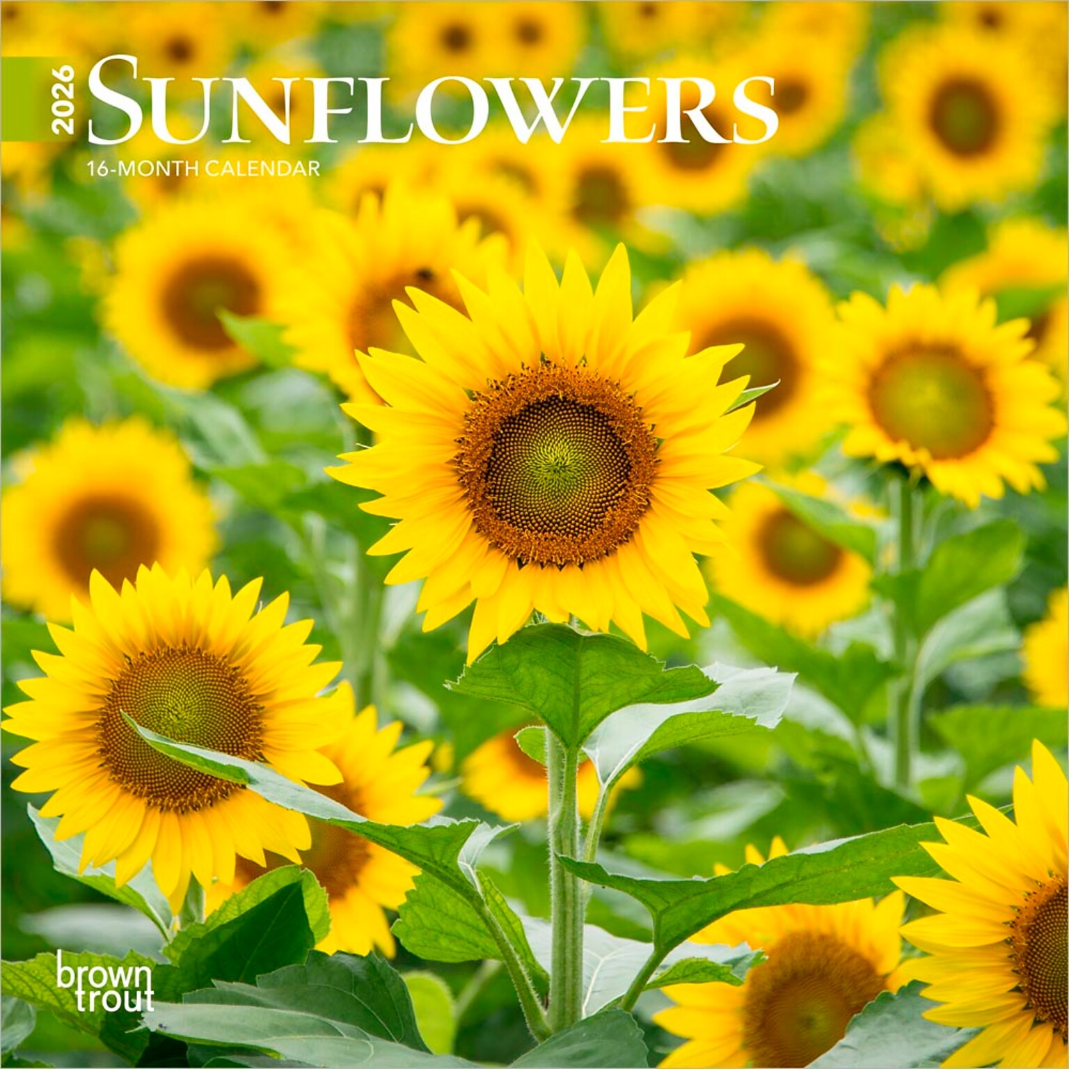 2026 BrownTrout Sunflowers 7 x 7 Monthly Wall Calendar (9798330705689)