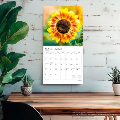 2026 Plato Sunflowers 12" x 12" Monthly Wall Calendar (9798330706655)