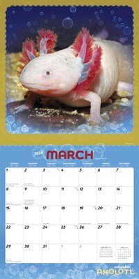 2026 BrownTrout Adorable Axolotl 12" x 12" Monthly Wall Calendar (9798330708079)