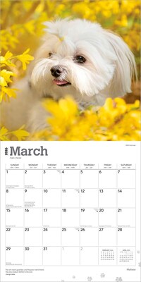 2026 BrownTrout Maltese 12" x 12" Monthly Wall Calendar (9798330707591)