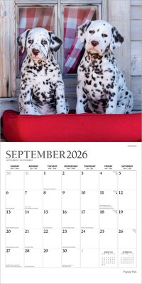 2026 Plato Puppy Pals 12" x 12" Monthly Wall Calendar (9798330706839)