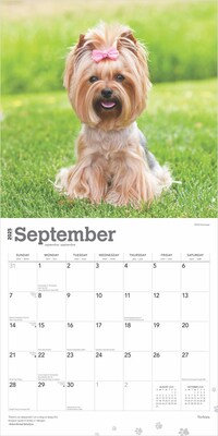2025 BrownTrout Yorkshire Terriers 12" x 12" Monthly Wall Calendar (9781975478001)