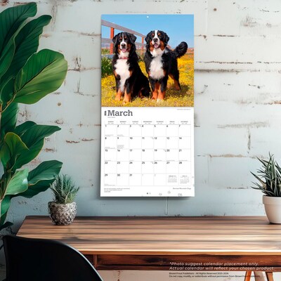 2026 BrownTrout Bernese Mountain Dogs 12" x 12" Monthly Wall Calendar (9798330702398)