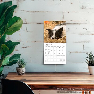 2026 BrownTrout Border Collies 7" x 7" Monthly Wall Calendar (9798330702558)
