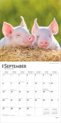 2026 BrownTrout Piglets 12" x 12" Monthly Wall Calendar (9798330705139)