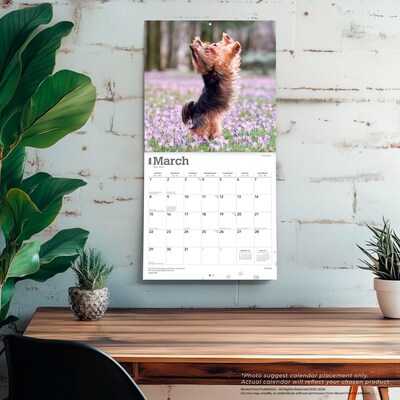 2026 BrownTrout Yorkshire Terriers 12" x 12" Monthly Wall Calendar (9798330706464)