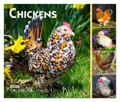 2025 BrownTrout Chickens 6 x 5 Day-to-Day Desktop Box Calendar (9781975483425)