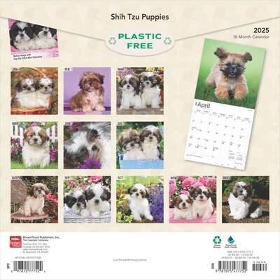2025 BrownTrout Shih Tzu Puppies 12 x 24 Monthly Square Wall Calendar, (9781975477752)