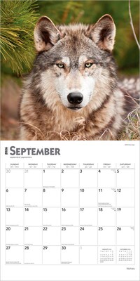 2026 BrownTrout Wolves 12" x 12" Monthly Wall Calendar (9798330706402)