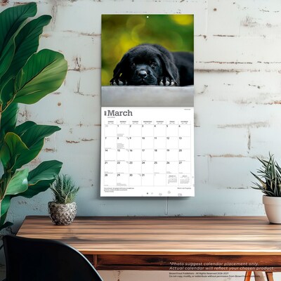 2027 BrownTrout Black Labrador Retriever Puppies 12" x 12" Monthly Wall Calendar (9798330712526)