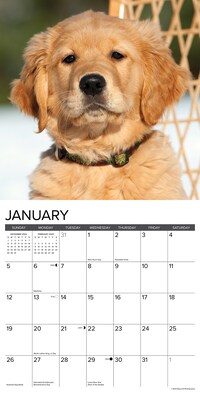 2025 Willow Creek Just Golden Puppies 12" x 12" Monthly Wall Calendar (43097)