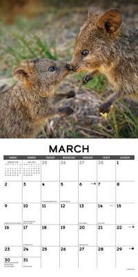 2025 Willow Creek Calendar 12" x 12" Yearly Wall Calendar, Quokkas 2025 (46562)