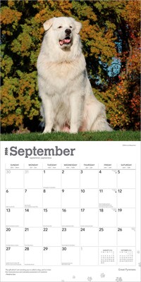2026 BrownTrout Great Pyrenees 12" x 12" Monthly Wall Calendar (9798330703531)