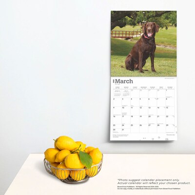 2025 BrownTrout Chocolate Labrador Retrievers 12" x 12" Monthly Square Wall Calendar (9781975477356)
