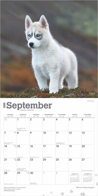 2025 BrownTrout Siberian Husky Puppies 12" x 12" Monthly Wall Calendar (9781975477783)