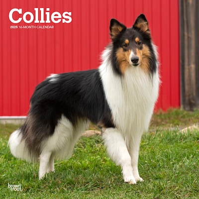2025 BrownTrout Collies 12 x 24 Monthly Square Wall Calendar, (9781975476861)