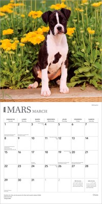 2026 BrownTrout Chiots 12" x 12" Monthly Wall Calendar (9798330707386)