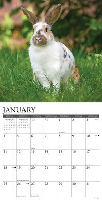 2026 Willow Creek Bunnies 12" x 12" Monthly Wall Calendar (50446)
