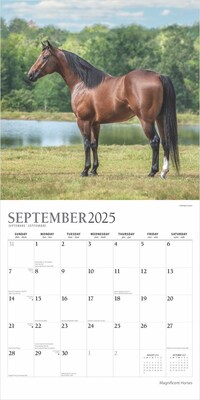 2025 Plato Magnificent Horses 12" x 12" Monthly Square Wall Calendar (9781975478995)