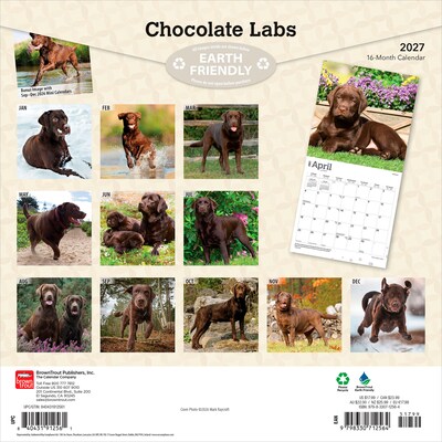 2027 BrownTrout Chocolate Labrador Retrievers 12 x 12 Monthly Wall Calendar (9798330712564)