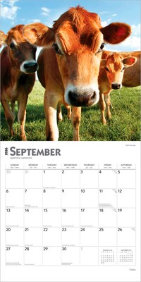 2026 BrownTrout Cows 12" x 12" Monthly Wall Calendar (9798330703067)