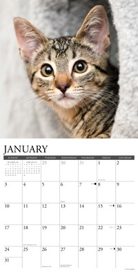2027 Willow Creek Tabby Cats 12" x 12" Monthly Wall Calendar, Assorted Colors (62531)