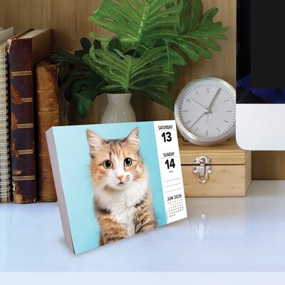 2026 Willow Creek Cats 6.2" x 5.4" Day-to-Day Calendar (54048)